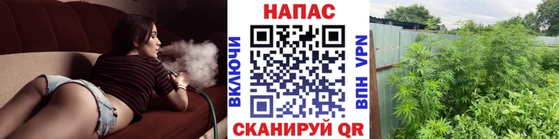 Шишки марихуана семена  блэк спрут ссылка  Камешково  где найти  